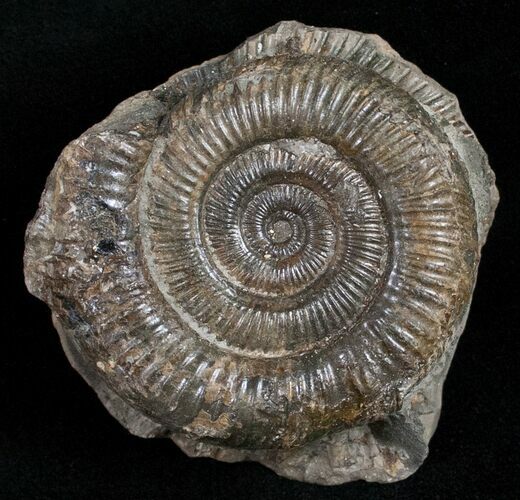 Pyritized Dactylioceras Ammonite - UK #11861